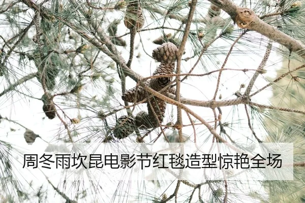 zhou-dong-yu-kan-kun-dian-ying-jie-hong-tan-zao-xing-jing-yan-quan-chang-2-790.jpg